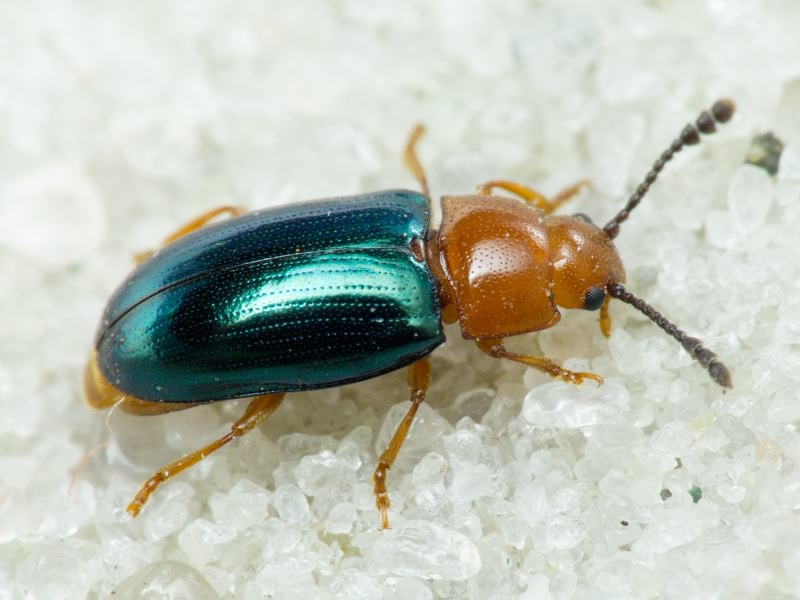 Triplax aenea (Schaller, 1783)